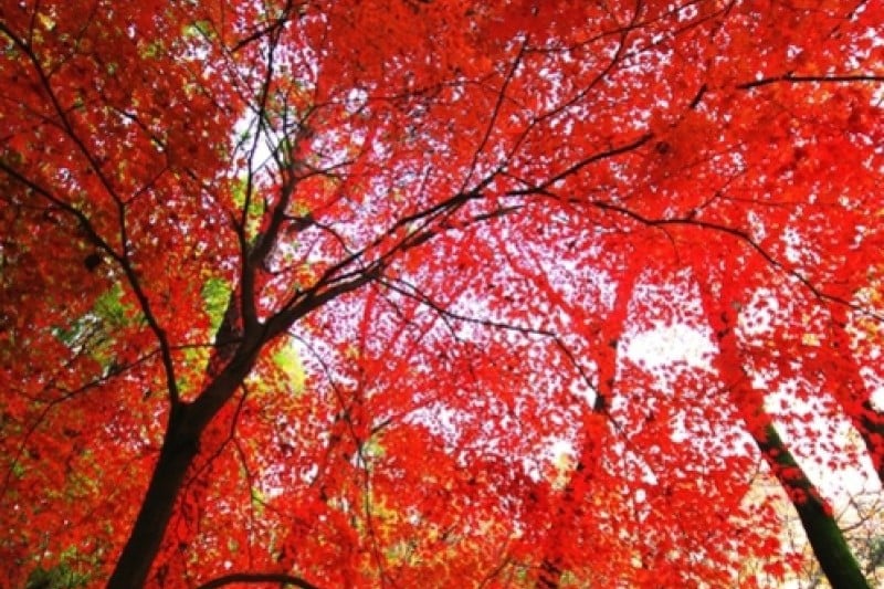 冠岳山