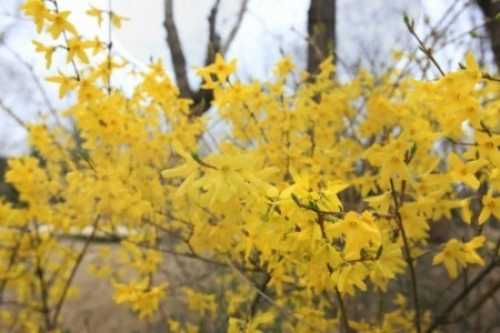 鷹峯山迎春花節