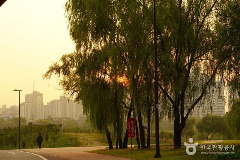 漢江市民公園楊花地區