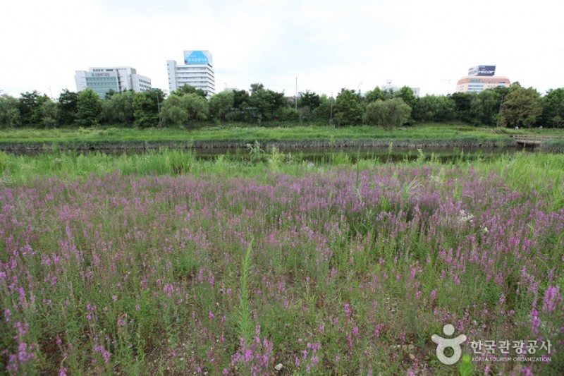 汝矣島河口生態公園(여의도샛강생태공원)