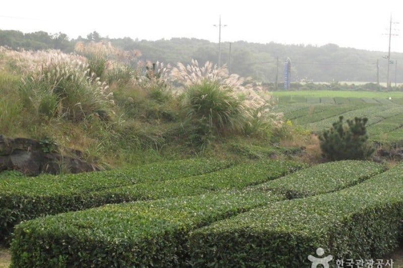 雪綠茶博物館O雪綠 (9/45)