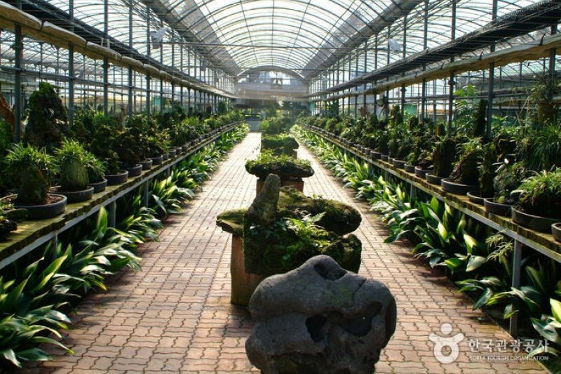 盆景賞石(Seokbujak)博物館