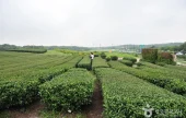 濟州西廣茶園