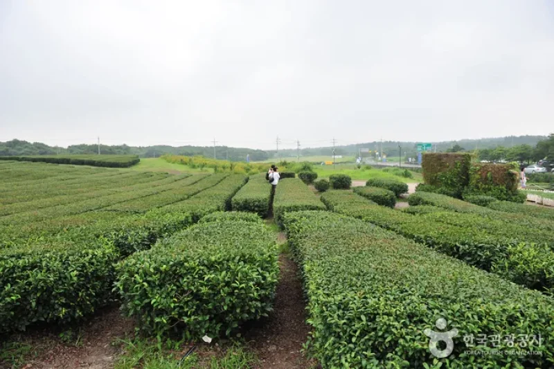 濟州西廣茶園 (1/5)