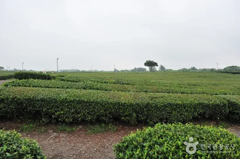 濟州西廣茶園 (2/5)