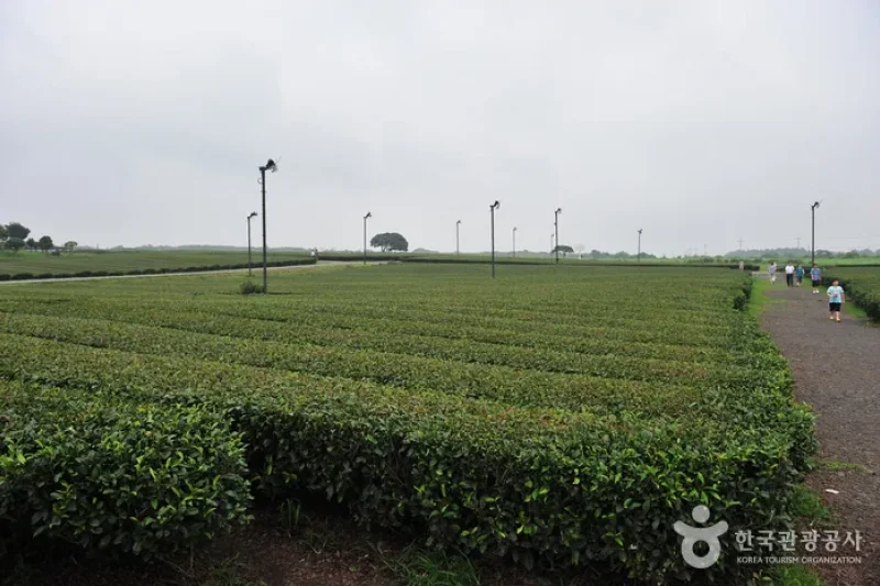 濟州西廣茶園 (3/5)