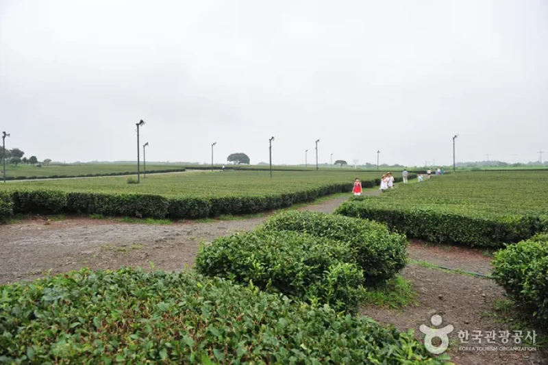 濟州西廣茶園 (4/5)