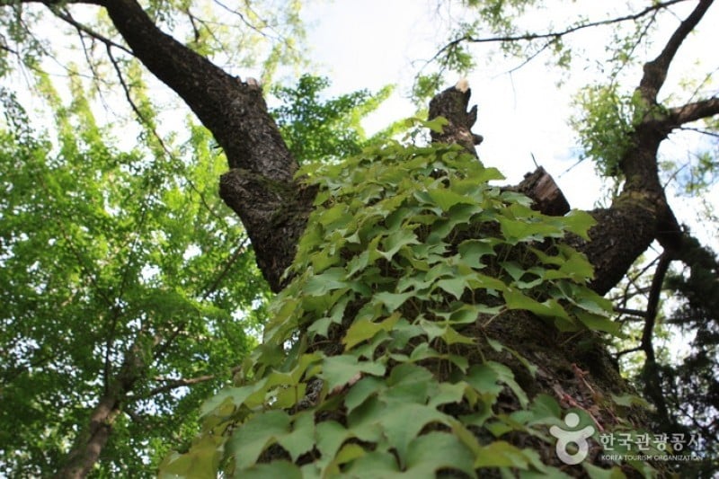 碧草池文化樹木園