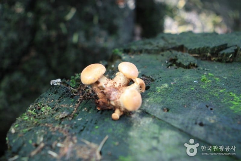 碧草池文化樹木園