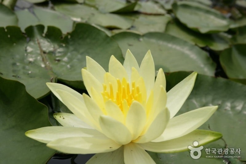 碧草池文化樹木園
