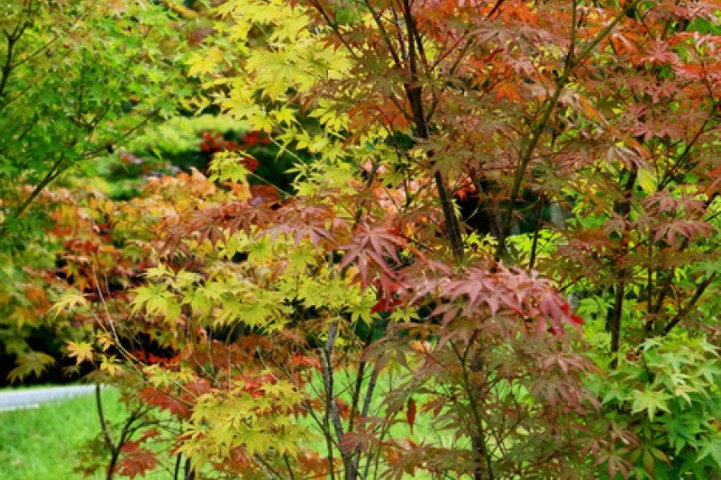 京畿道立水香樹木園