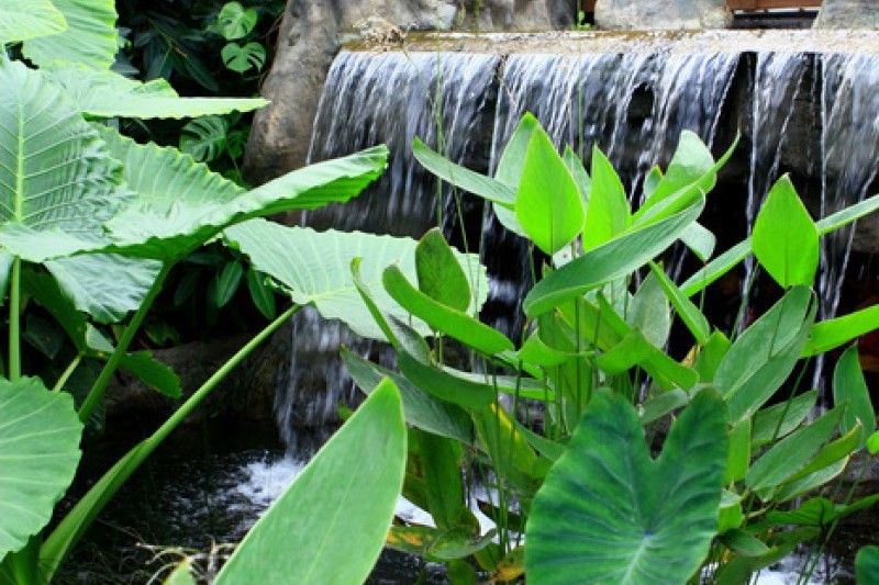 京畿道立水香樹木園