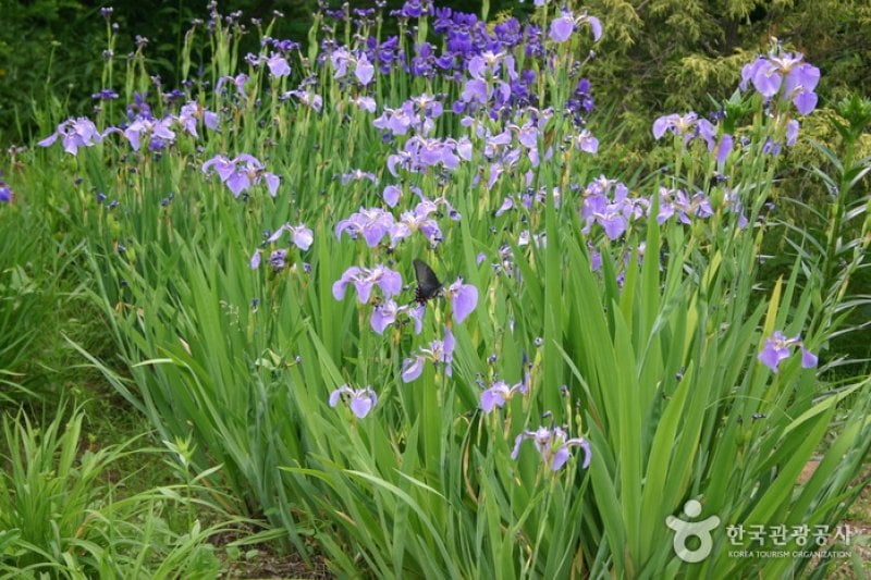 日迎香草樂園