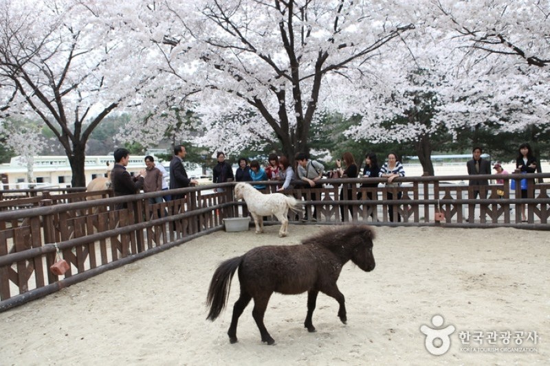 首爾Let's Run Park (5/10)