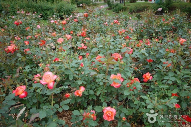 首爾大公園玫瑰園