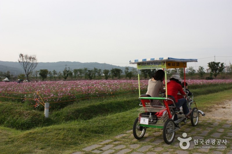 九里市民漢江公園(波斯菊公園)