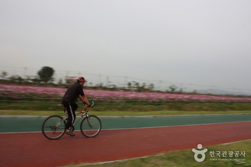九里市民漢江公園(波斯菊公園)