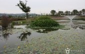九里市民漢江公園(波斯菊公園)