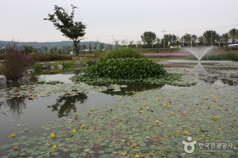 九里市民漢江公園(波斯菊公園)
