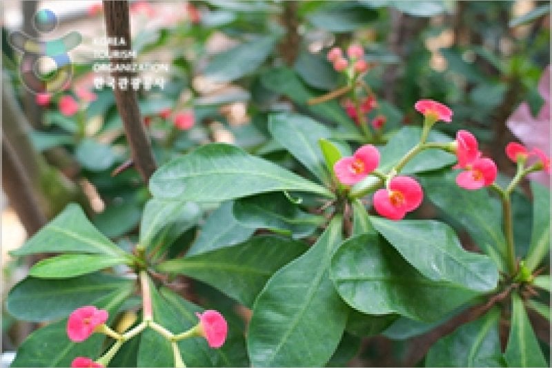 安山植物園 (11/15)