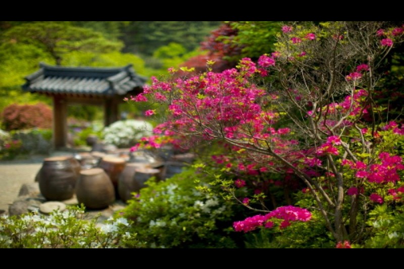 晨靜樹木園春花慶典