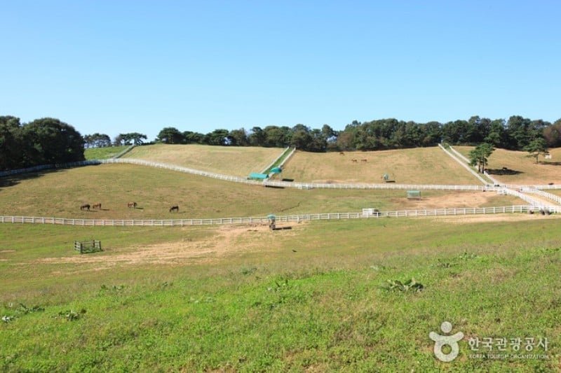 元堂種馬牧場
