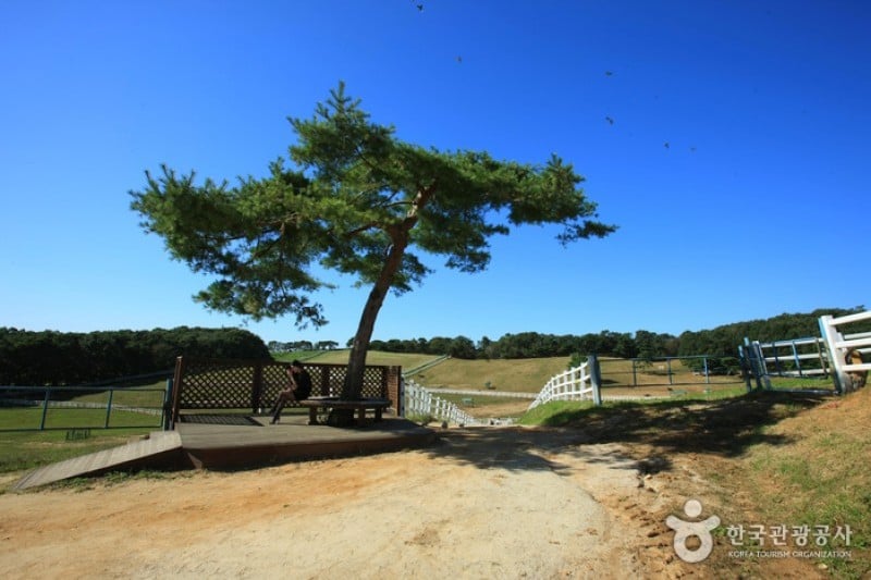 元堂種馬牧場