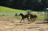 元堂種馬牧場
