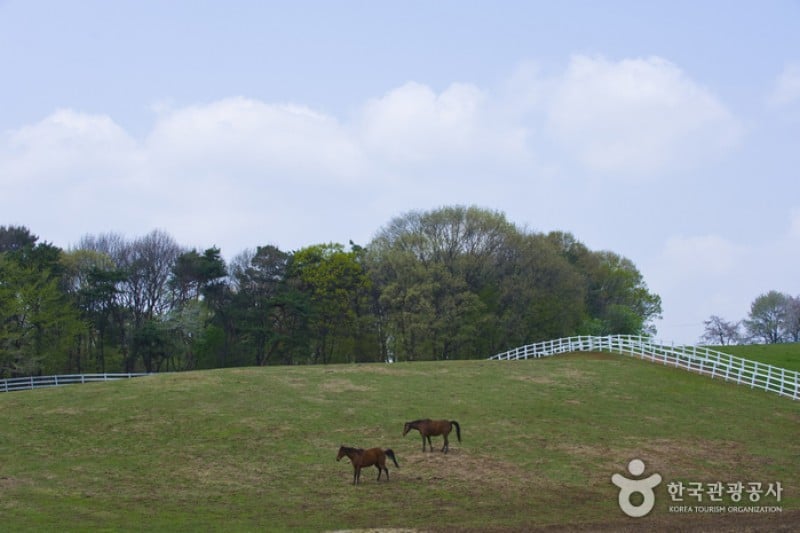 元堂種馬牧場