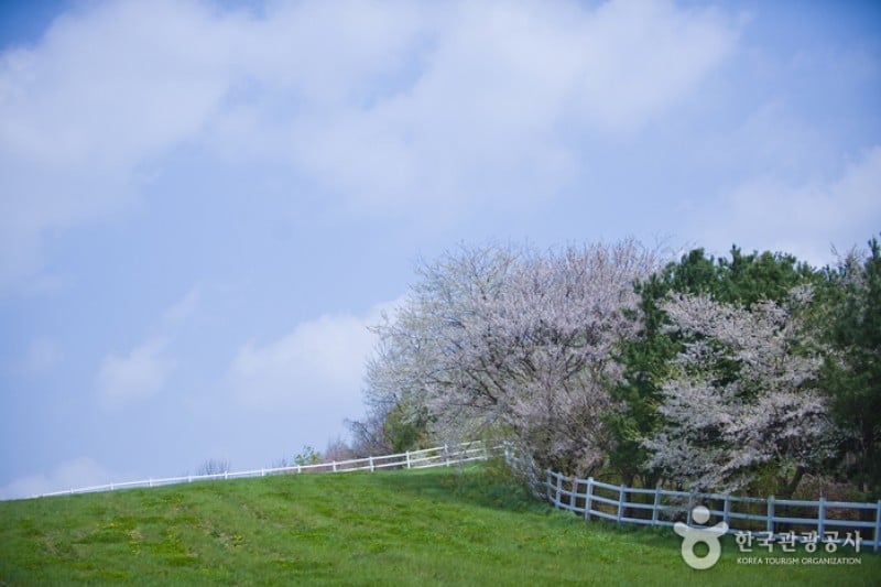 元堂種馬牧場