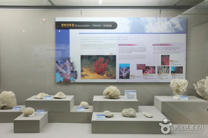 釜山海洋自然史博物館