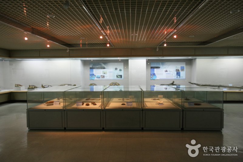 釜山海洋自然史博物館