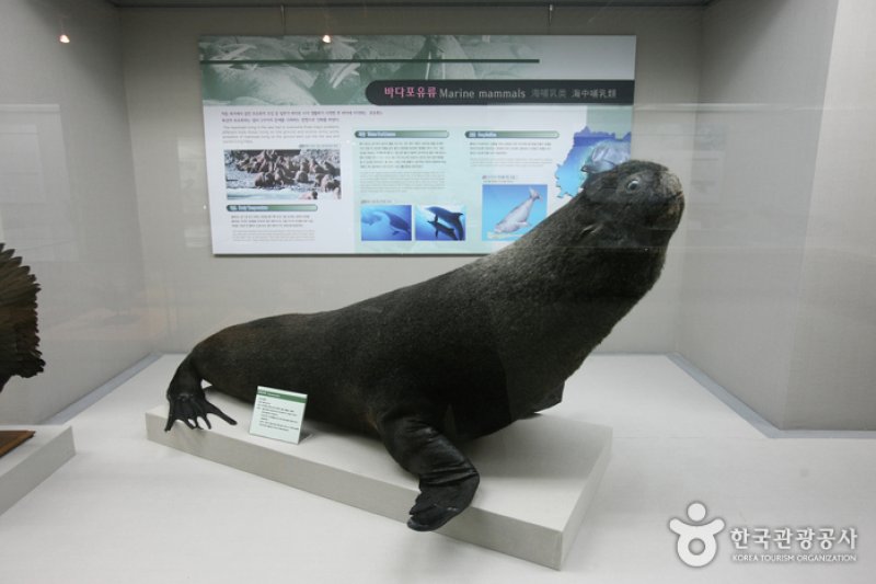 釜山海洋自然史博物館
