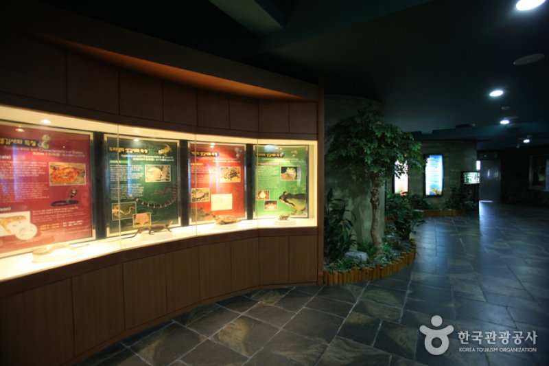 釜山海洋自然史博物館