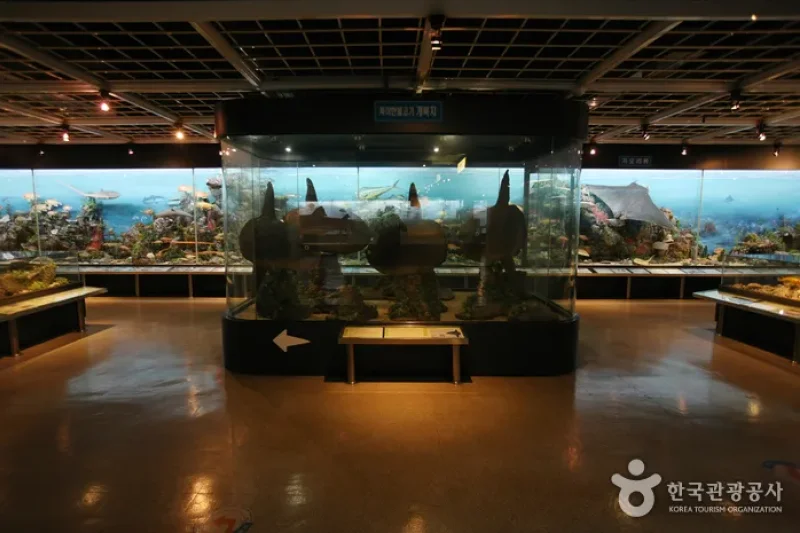 釜山海洋自然史博物館