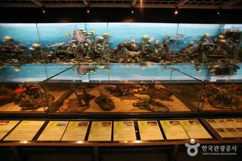 釜山海洋自然史博物館
