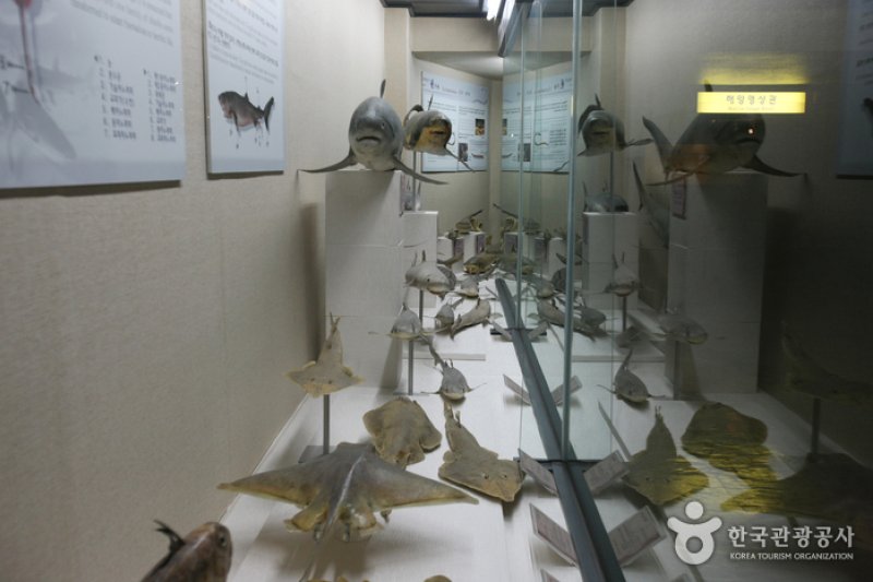 釜山海洋自然史博物館