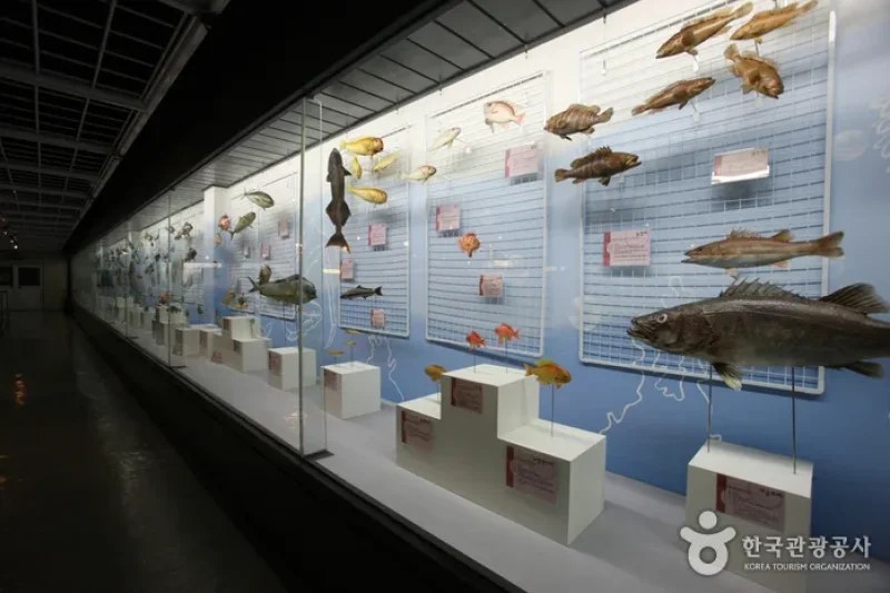 釜山海洋自然史博物館