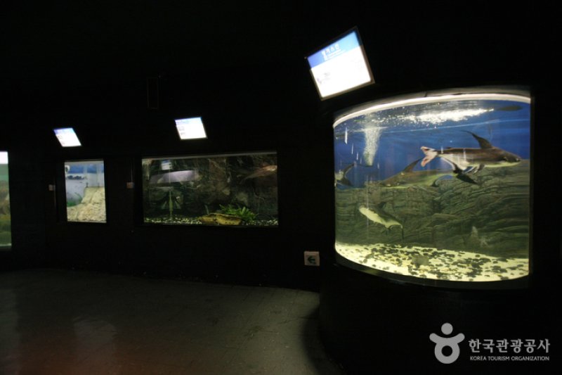 釜山海洋自然史博物館