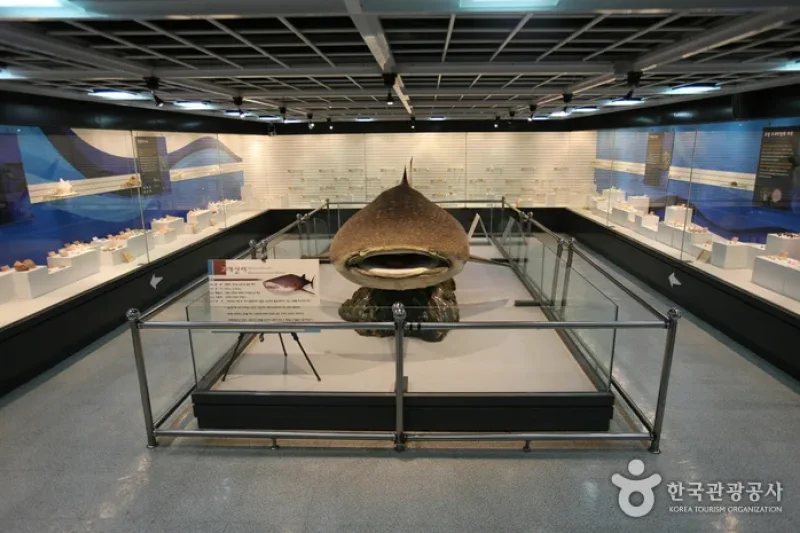 釜山海洋自然史博物館