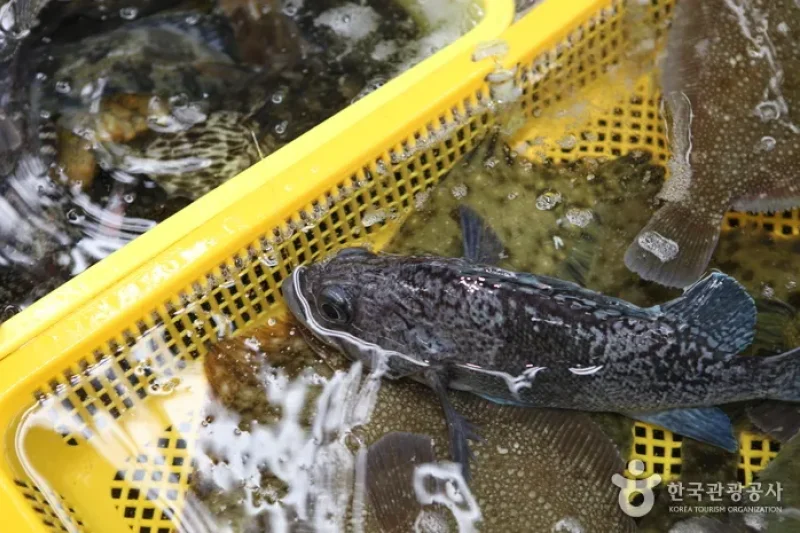 民樂生魚片城