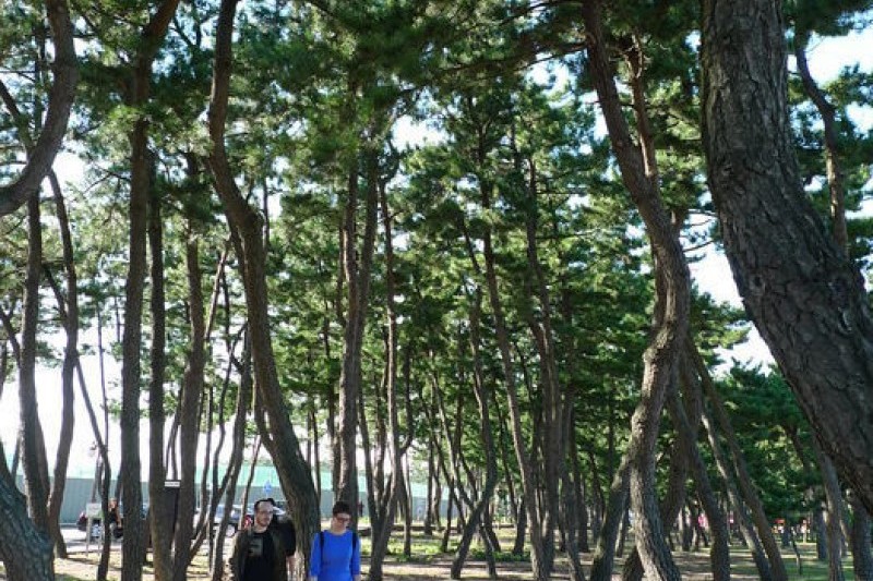 江陵鏡浦海邊
