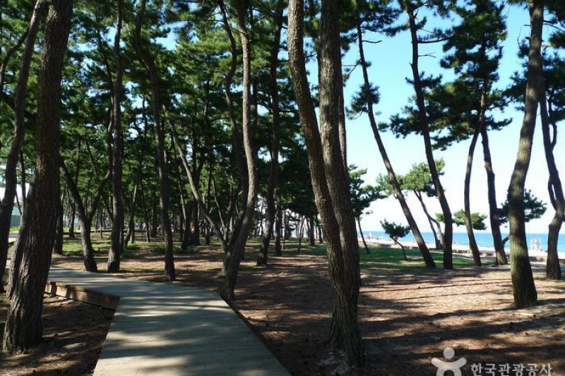 江陵鏡浦海邊
