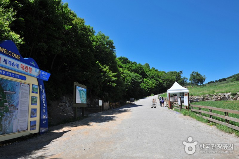 大關嶺群羊牧場 