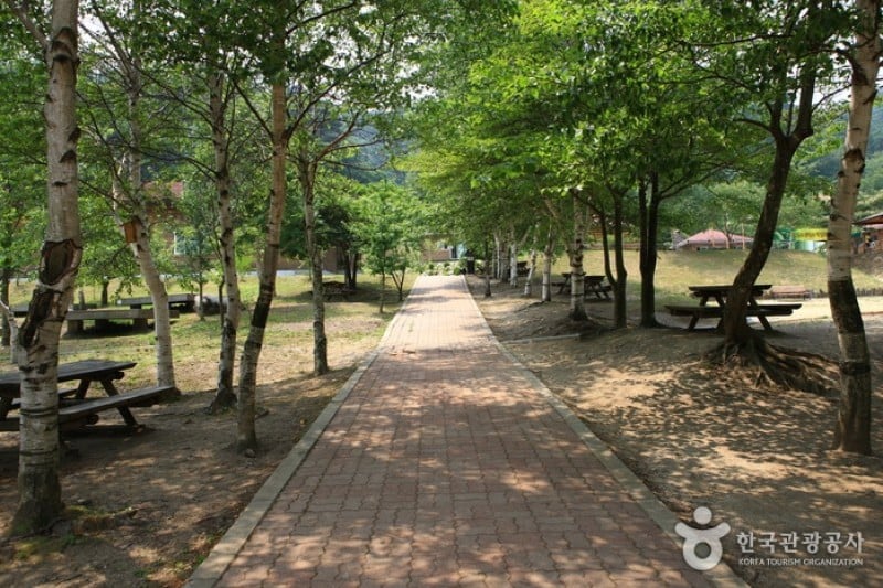 國立大關嶺自然休養林 (19/21)