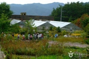 韓國野生植物園