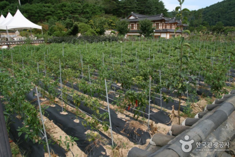 韓國傳統飮食文化體驗館「靜江園」 (13/15)