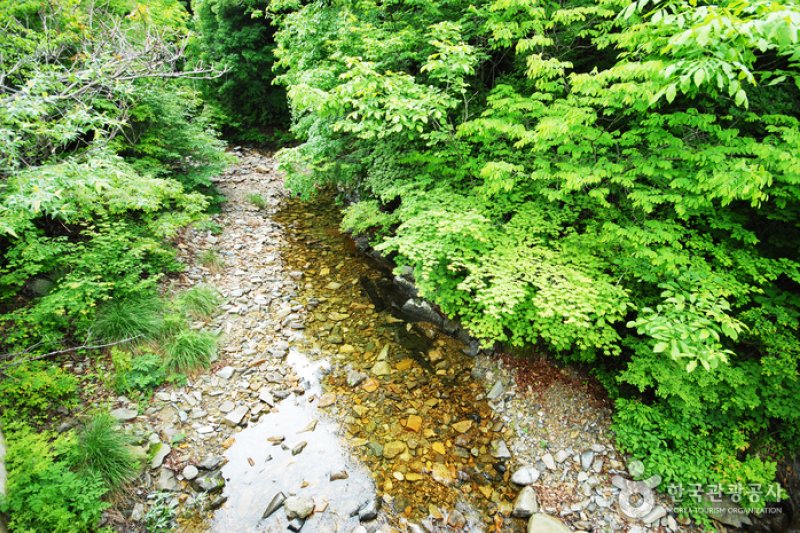 三峰自然休養林 