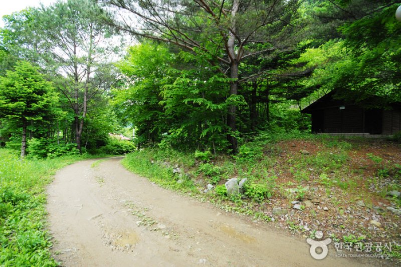 三峰自然休養林 