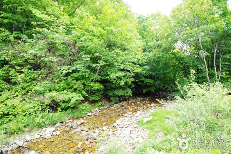 三峰自然休養林 